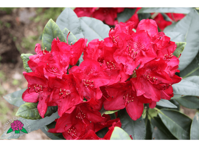 Rhododendron   'Commonwealth'